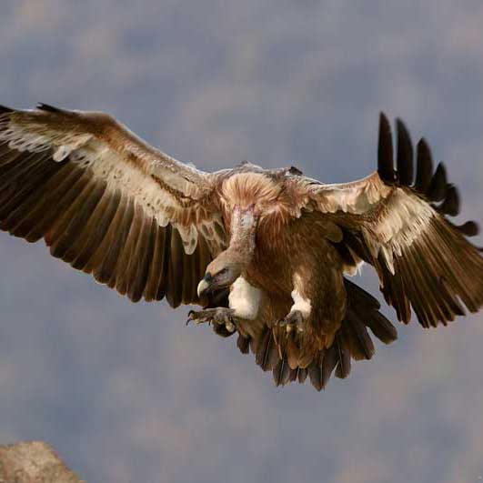 突破性能极限的网站攻击手段